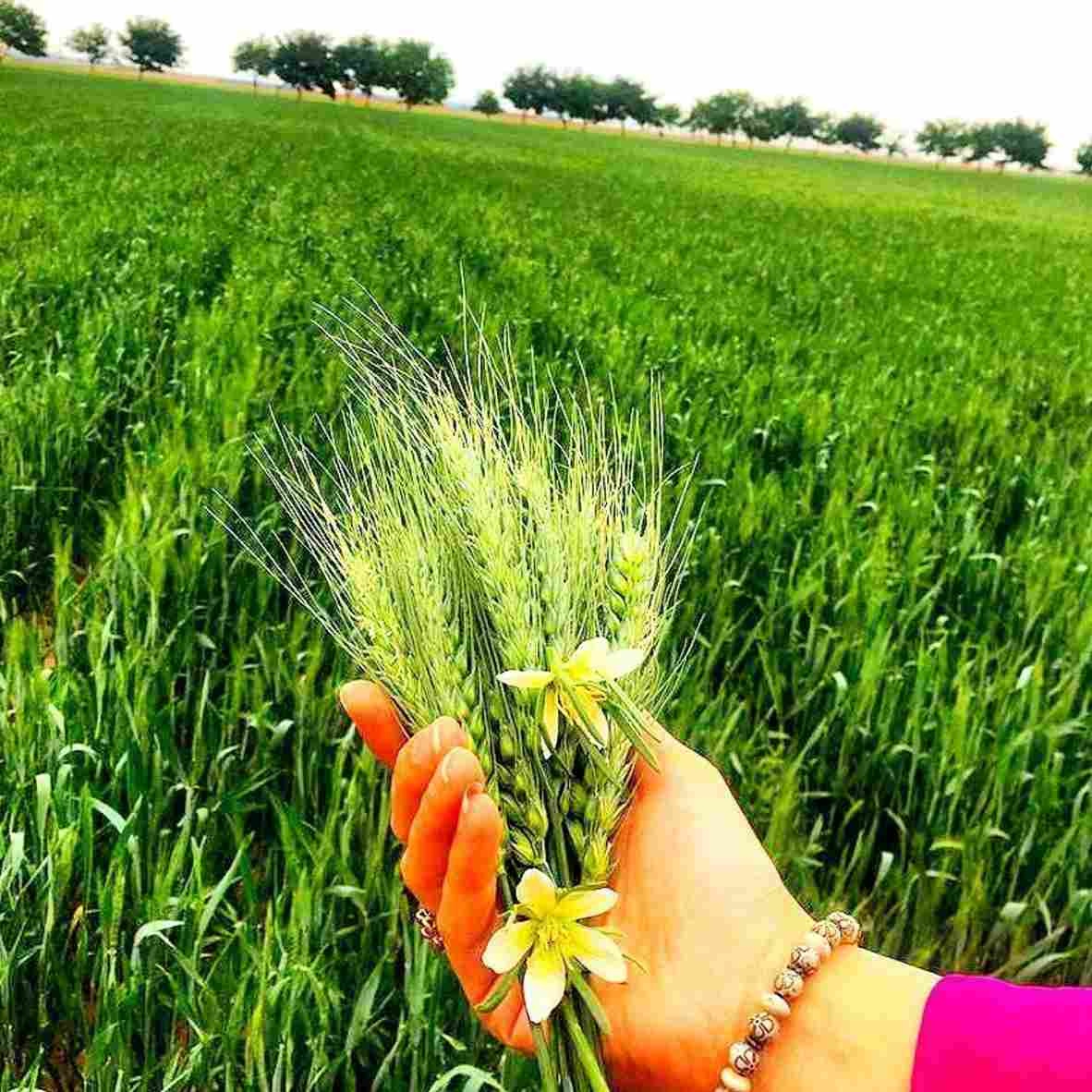 آهنگ جدید  من همینم که هستم تو میخوای مثل بقیه باشم